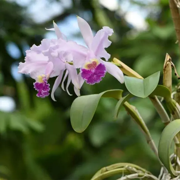 Cattleya Orchid