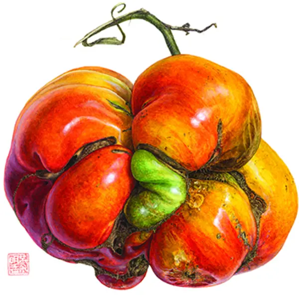 Heirloom tomato, Solanum lycopersicum. Watercolor on paper. © Asuka Hishiki