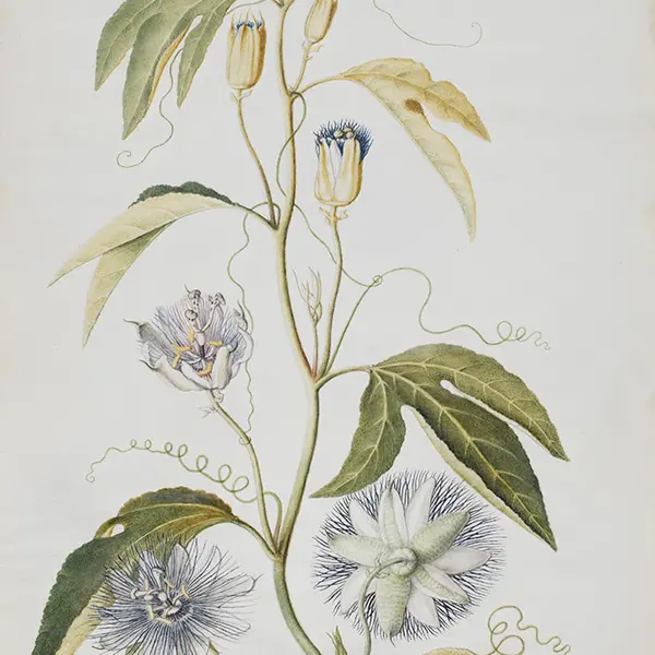 Watercolor of Granadilla Foliis Trilobatis from 1763