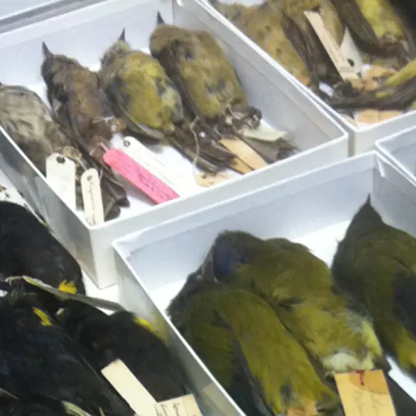Extinct Hawaiian songbirds at the American Museum of Natural History