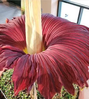 Deep red blooming Corpse Flower.