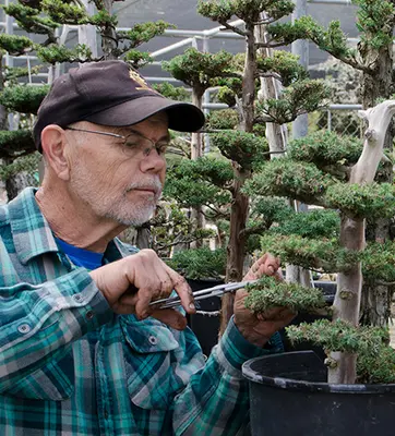 Ted Matson trimming a bonsai tree.