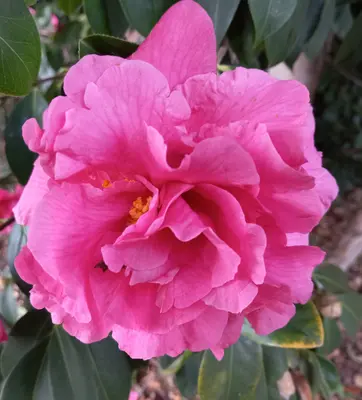 large dark pink camellia bloom