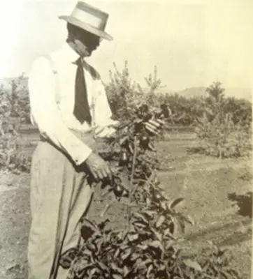 Man planting Fuerte avocado