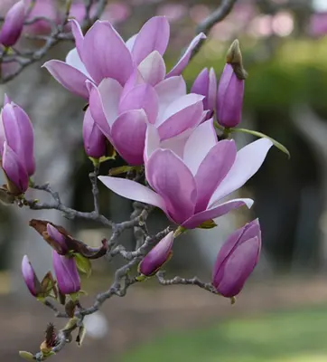 Chinese Magnolia 'Verbanica'