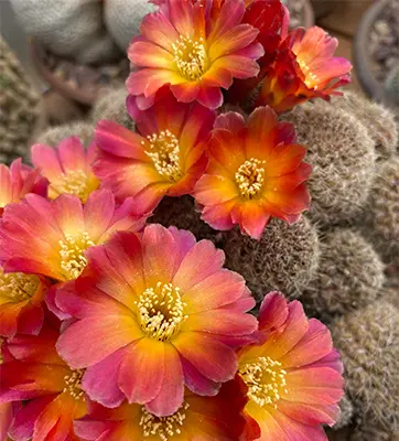 A cactus with a cluster of pink and yellow flowers.