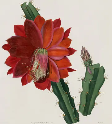 A color drawing of a red cacti with lush deep red leaves and deep green stalk.