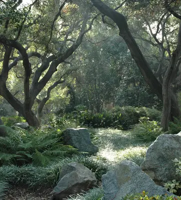 Sunlight beams through a clearing among oaks, filled with boulders, grass, and shrubs.