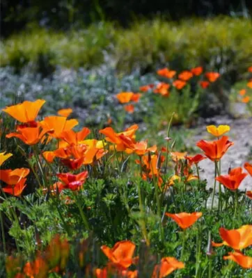 Orange California Poppies in bloom.