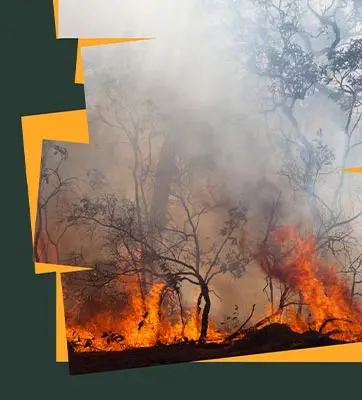 Wildfire in a forest, with a green and yellow border.