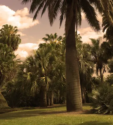 A landscape full of various types of palms in soft warm light.