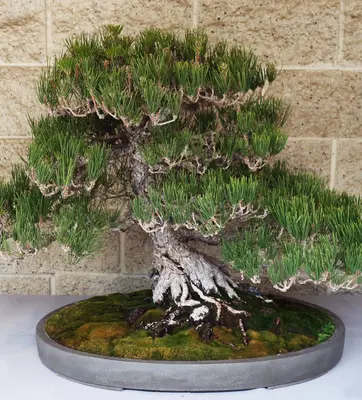 bonsai pine tree in pot