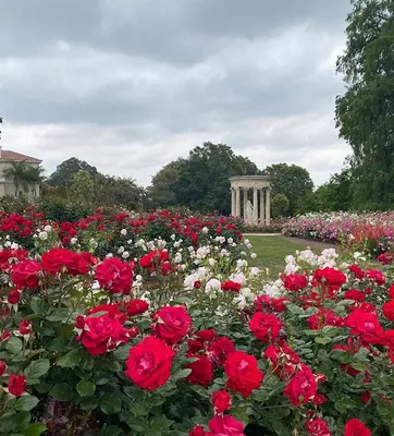 A super bloom of red roses in a rose garden.