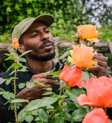 A person looks closely at orange roses in a garden.