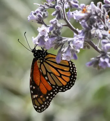 An orange and black butterfly clings to a cluster of small light-purple flowers.