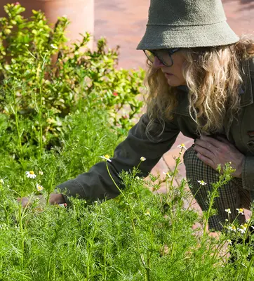 A person in a hat looks closely at a garden bed filled with blooming Chamomile.