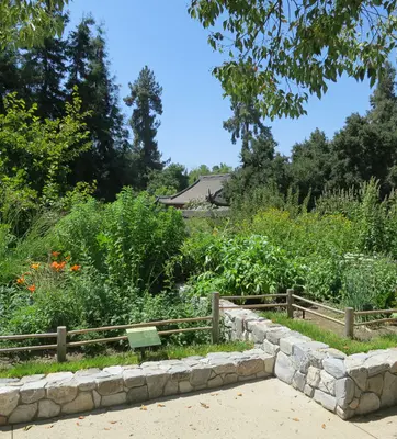 A Chinese-style garden with stone planter beds filled with green plants.