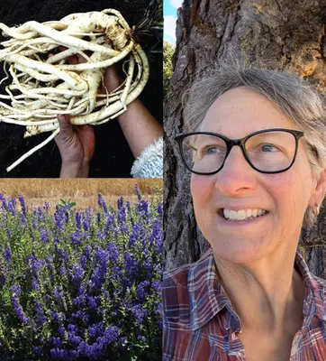 A collage of images top left, two hands hold a large white ball of roots, bottom left, a green plant with blue flowers, on right a person in glasses smiles near a tree.