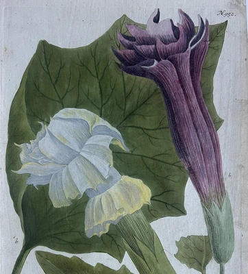 A botanical illustration of a large leaf with two flowers in the foreground, one purple and one white.