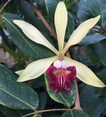 A vanilla plant with yellow leaves and a red flower.