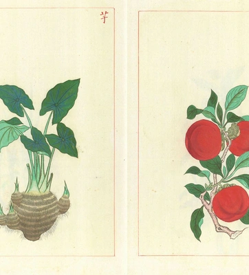 Drawing of a taro plant (left) and persimmon plant (right).