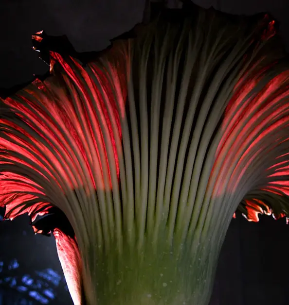 A Corpse Flower inflorescence viewed at night from below and lit from behind.