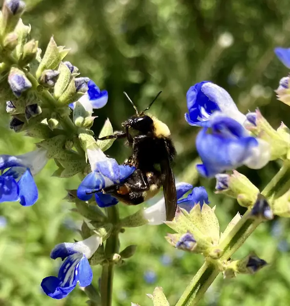 A large bumblebee on a blue salvia flower.