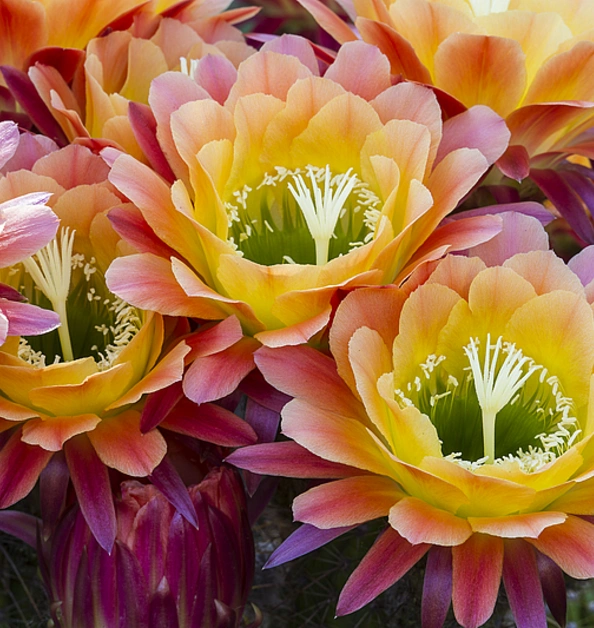 A cluster of multicolored flowers with petals that are green in the center, then yellow, pink, and magenta.