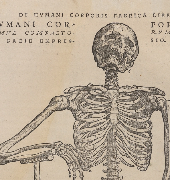 Detail image of a human skeleton, including the head, torso and upper arms.