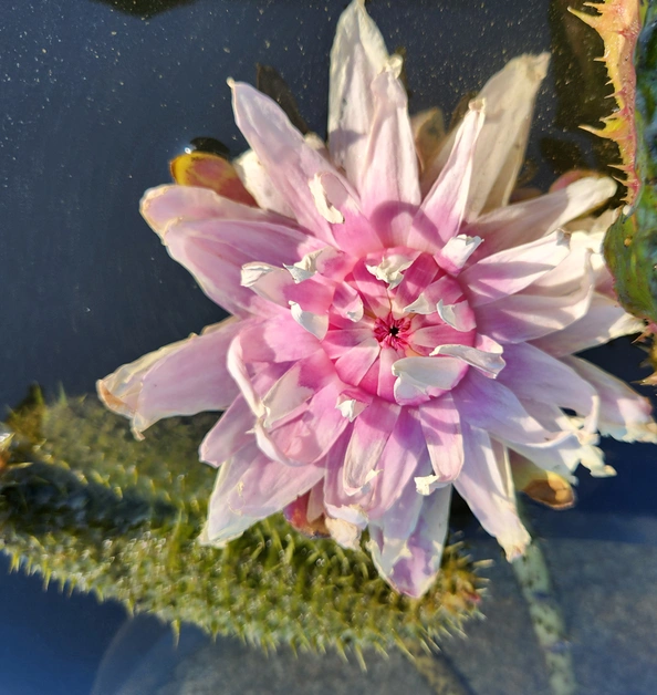 A large pink lily flower near green leaves in water.