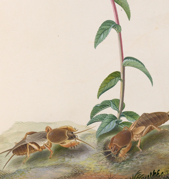 An illustration of bugs near the base of a plant.