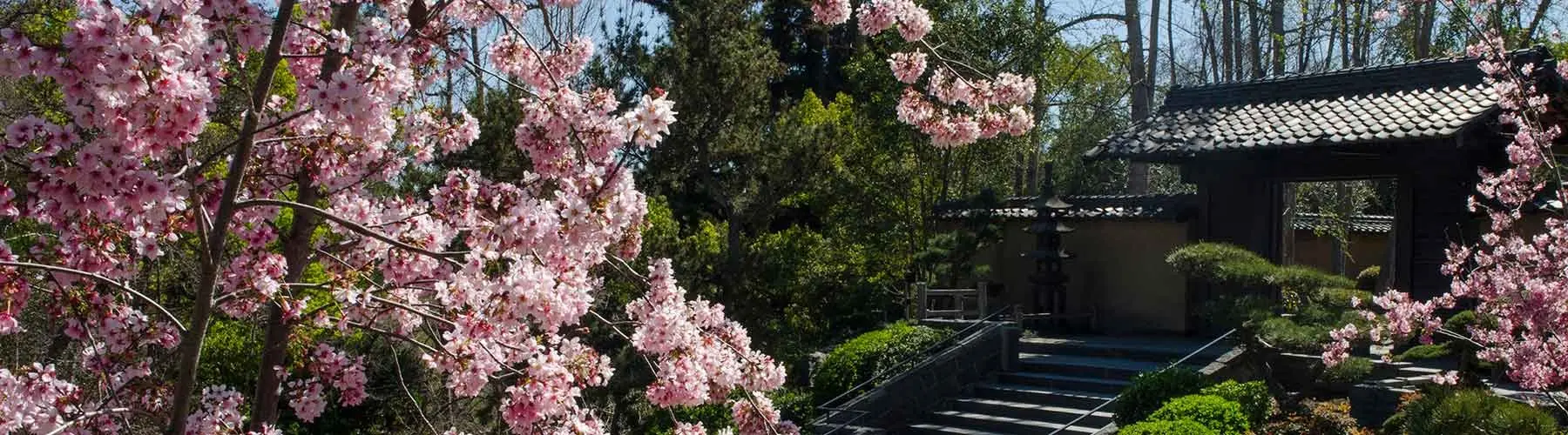 Japanese house with cherry blossoms