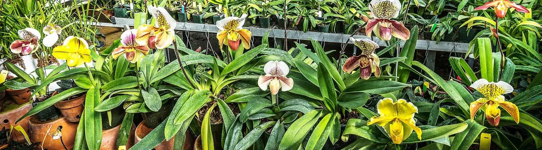 row of potted orchids