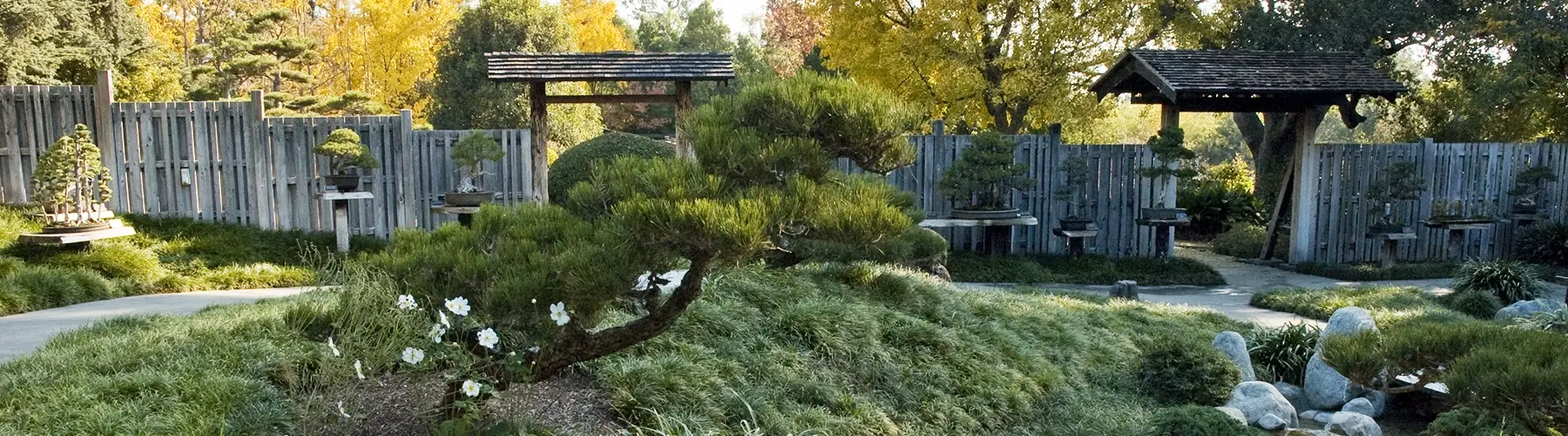 bonsai garden 
