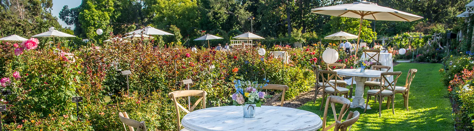 Tables and table umbrellas set out among a rose garden.