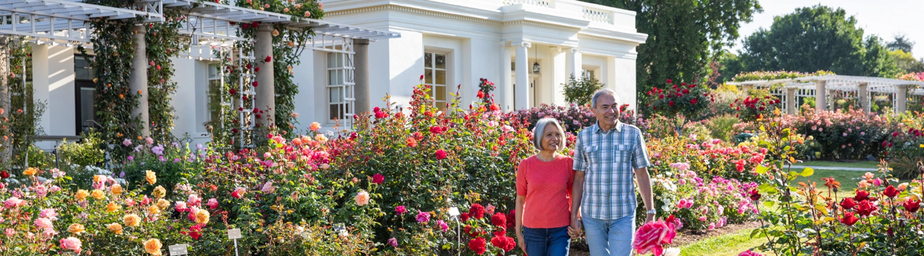 A couple walks in a garden full of blooming roses.