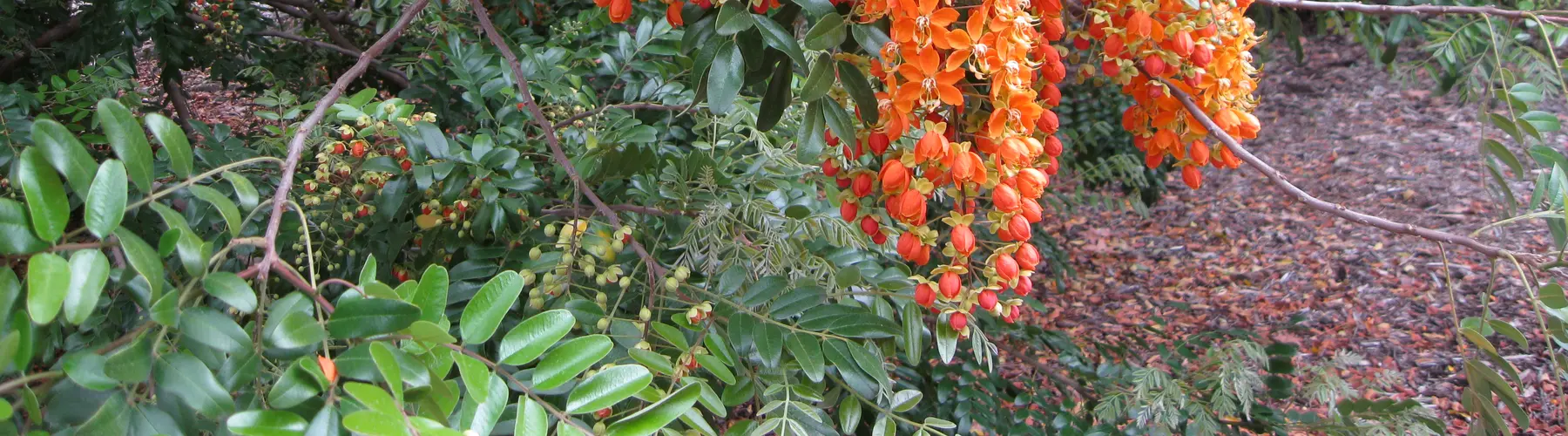 Orange and yellow flowers, plus red-orange fruits, drape towards the ground like pom-poms amidst stalks of green leaves. 