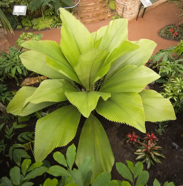 birds-eye view of a plant with very large, vertical, bright green leaves