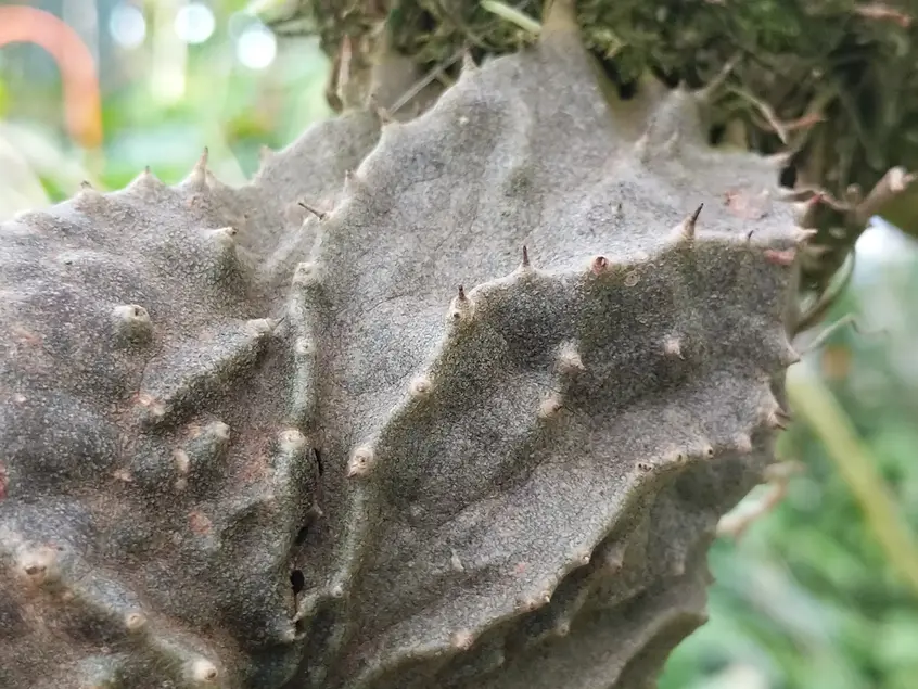 close up of swollen stem with ridges. The stem has small spikes and small holes.