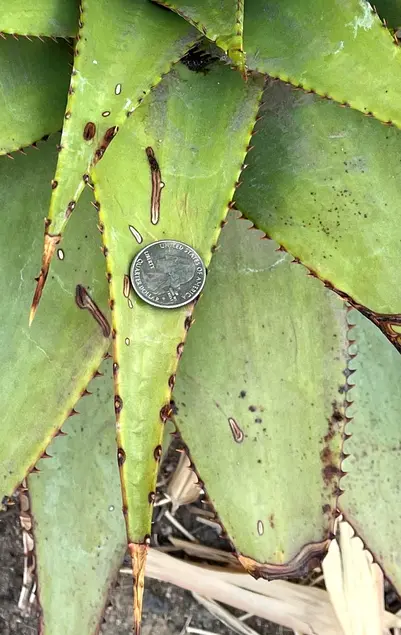 bright green succulent leaf with brown marginal teeth and a quarter resting on it. The leaf is about 15x larger than the quarter.