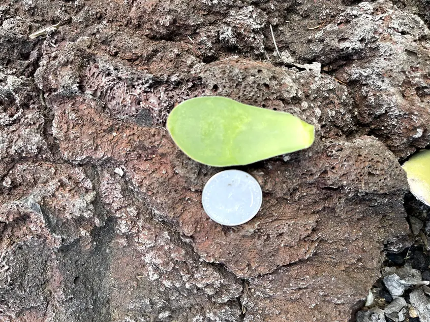 bright green succulent leaf with a quarter next to it. The leaf is about 2x the size of the quarter.