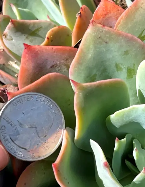 Green succulent leaves with red tips. A quarter is next to one of the leaves. The leaf is about 6x larger than the quarter.