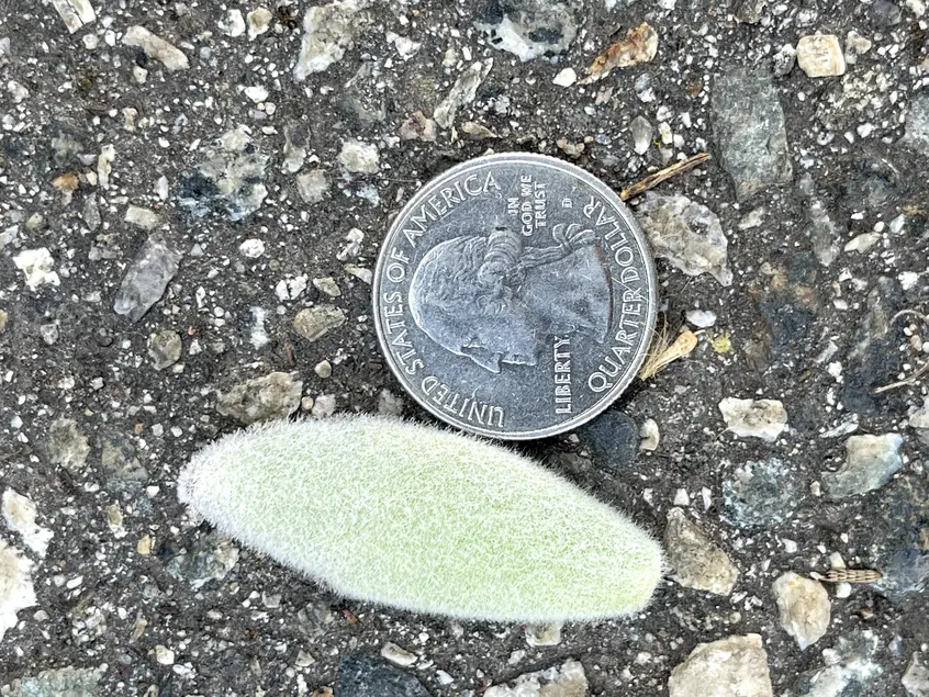 Pale green succulent leaf with white hairs. A quarter is next to the leaf. The leaf is about the same size as the quarter.