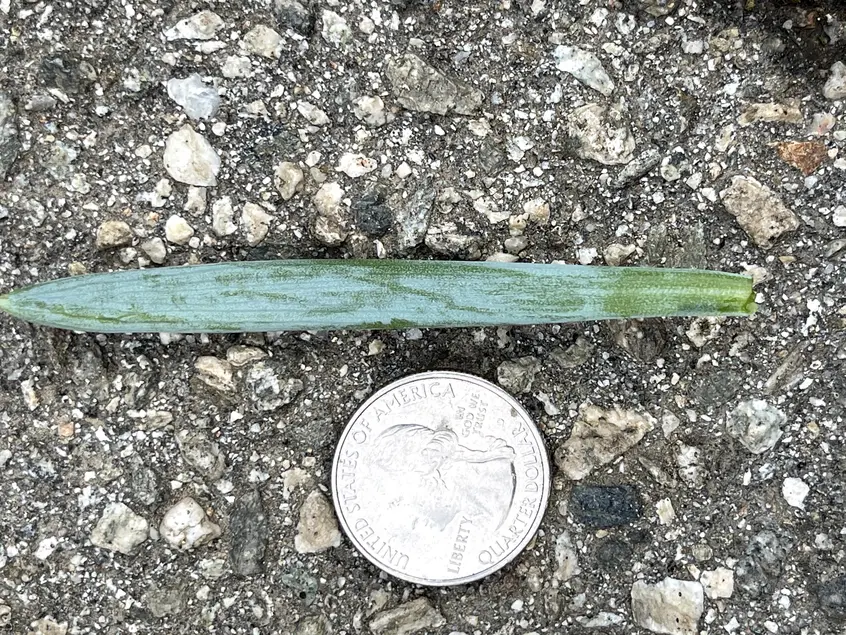green succulent leaf next to a quarter. The leaf is about 3x longer than the quarter and about 1/3 as wide. 