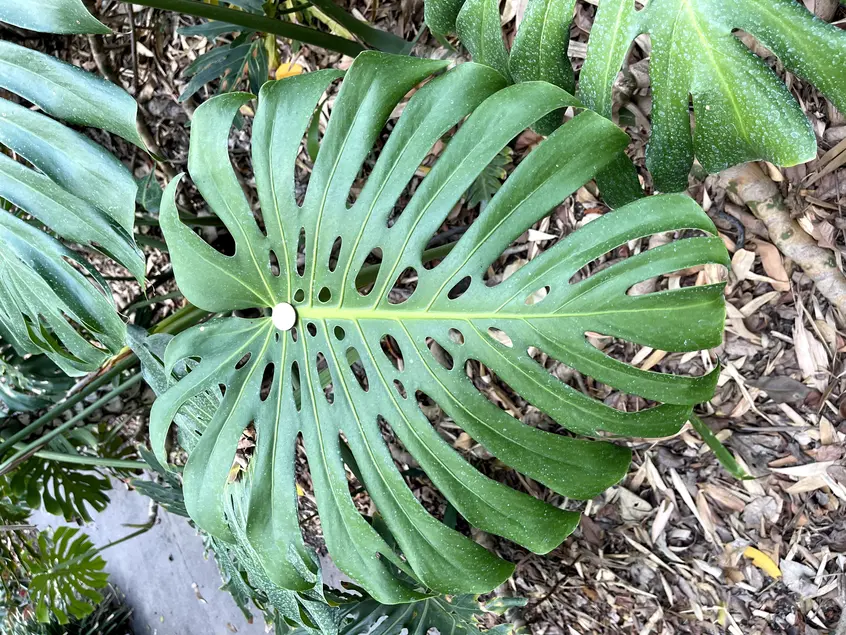 green tropical leaf with a quarter on it. The leaf is about 70x larger than the quarter.