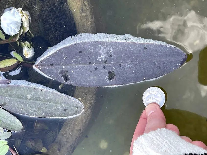 purple oval-shaped leaf floating on the surface of the water and a quarter held next to it. The leaf is about 10x larger than the quarter.