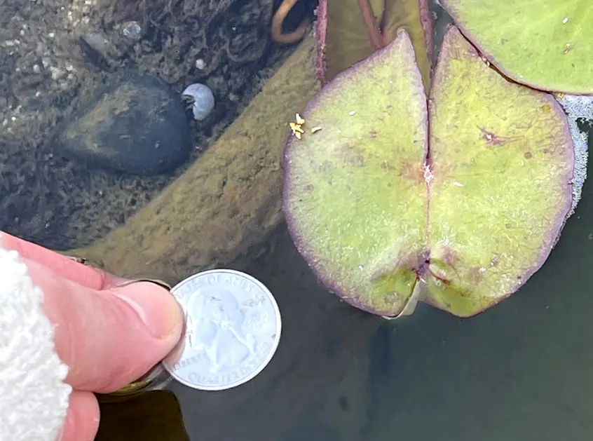 green circular leaf floating on the surface of the water and a quarter held next to it. The leaf is about 10x larger than the quarter.
