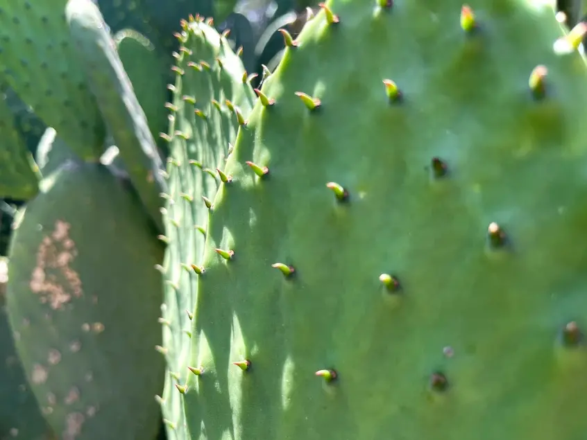 Close up of a bright succulent stem with spine-like growths.