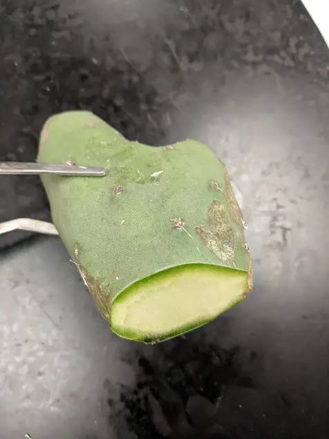 Succulent stem cut in half horizontally. The outside of the stem is pale green. The inside of the stem has a bright green layer on the edge and a white center.