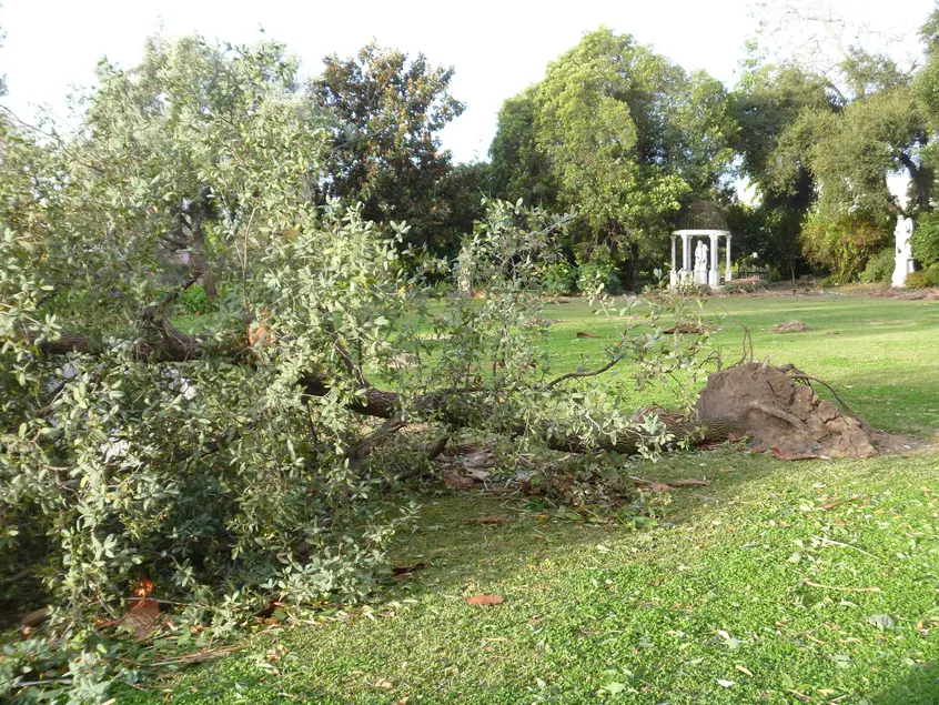 A fallen tree on a grass lawn.